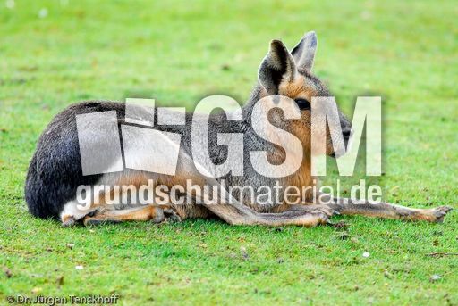 Pampashase (8 von 8).jpg